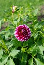 Pink white Dahlia variety Wicky Woo flowering in a garden Royalty Free Stock Photo