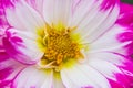 Pink and white dahlia `Whodunit` macro Royalty Free Stock Photo