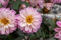 Pink and white dahlias with yellow center - close-up shot of blooming flowers in garden - blurred background of greenery and other Royalty Free Stock Photo