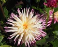 Pink And White Dahlias In Bloom Royalty Free Stock Photo