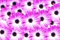 Pink and white daisy background Royalty Free Stock Photo