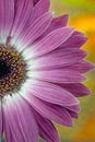 Pink and White Daisy close up Royalty Free Stock Photo