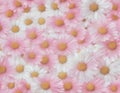 Pink and White Daisy Flowers Background Royalty Free Stock Photo