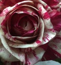 pink white dappled rose