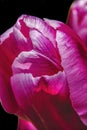 Pink White Darwin Tulip Blooming Macro