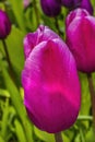 Pink White Darwin Tulip Blooming Macro