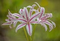 Pink and white Day Lillies with a green background. Royalty Free Stock Photo