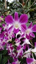 Pink and white Dendrobium orchid flower and plant Royalty Free Stock Photo