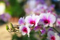 Pink-white Dendrobium Orchid