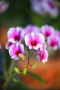 Pink-white Dendrobium Orchid