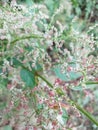 Pink and white dense blossoms and very fine green stems