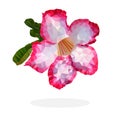 pink and white Desert Rose Flower, Low polygon