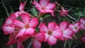 Pink-white dessert rose flowers in the garden Royalty Free Stock Photo