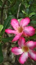 Blossom pink-white dessert rose (adenium) flowers Royalty Free Stock Photo