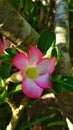 Pink-white dessert rose (adenium) flower Royalty Free Stock Photo