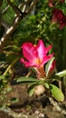 Pink-white dessert rose (adenium) flower Royalty Free Stock Photo