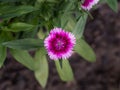 Pink White Dianthus Flower Blooming Royalty Free Stock Photo