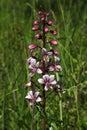 pink and white Dictamnus albus flower on a meadow