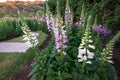 Pink and white digitalis or foxglove flowers in the spring season in the garden. Summer nature background Royalty Free Stock Photo