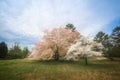 Pink and White dogwood