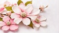 Pink White Dogwood Flowers