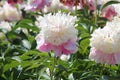 Pink-white double flower of Paeonia lactiflora cultivar Cora Stubbs close-up. Flowering peony
