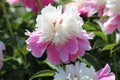 Pink-white double flower of Paeonia lactiflora cultivar Cora Stubbs close-up. Flowering peony