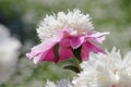 Pink-white double flower of Paeonia lactiflora cultivar Cora Stubbs close-up. Flowering peony