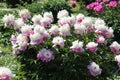 Pink-white double flowers of Paeonia lactiflora cultivar Cora Stubbs. Flowering peony