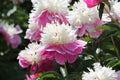 Pink-white double flowers of Paeonia lactiflora cultivar Cora Stubbs. Flowering peony