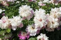 Pink-white double flowers of Paeonia lactiflora cultivar Cora Stubbs. Flowering peony