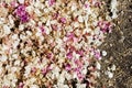 Pink and White Fallen Flowers on Soil, Abstract Background Royalty Free Stock Photo
