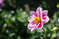 Pink - white flower with a bee collecting honey on green background. Autumn Chrysanthemum. Royalty Free Stock Photo