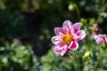 Pink - white flower with a bee collecting honey on green background. Autumn Chrysanthemum. Royalty Free Stock Photo