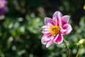 Pink - white flower with a bee collecting honey on green background. Autumn Chrysanthemum. Royalty Free Stock Photo