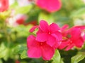 Pink and white flower on blur background Watercress Madagasca or Rose Periwinkle Catharanthus roseus beautiful in the park Royalty Free Stock Photo