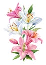 Pink and white flower. Bouquet of flowers lilies, watercolor botanical illustration, lily on isolated white background Royalty Free Stock Photo