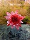 Pink and white dahlia fine art flower photography Royalty Free Stock Photo