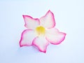 Pink white flower desert rose isolated on white background adenium obesum ,mock azalea ,impala lily, tropical flowers Royalty Free Stock Photo