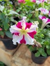 Pink and white flower in the garden