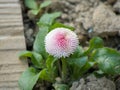 Pink white flower on gound