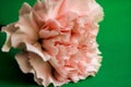 Pink and white flower on a green background. Nature. Close-up. Bouquet. One flower. Carnation. Copy Space. Royalty Free Stock Photo