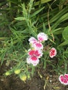 Pink and white flower