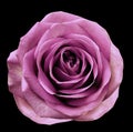 PInk-white flower rose on black isolated background with clipping path. no shadows. Closeup. For design. Royalty Free Stock Photo