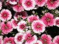Pink and White Flowering Dianthus Flowers in a Garden Royalty Free Stock Photo