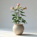 Pink and White Flowering Plant in Beige Ceramic Pot on White Surface with Soft Shadows Royalty Free Stock Photo