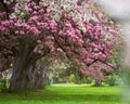 Pink and white flowering trees