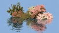 Pink and White Flowering Trees with Green Pine Tree Reflected in Water Under Clear Blue Sky Royalty Free Stock Photo
