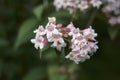 Pink and white flowers of Linnaea amabilis