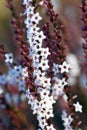 Pink and white flowers and buds of the Australian native Coast Coral Heath, Epacris microphylla, family Ericaceae